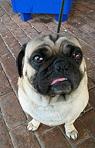 oscar the thanksgiving wonder pug.