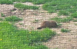 fergal, the 140lbs. groundhog.